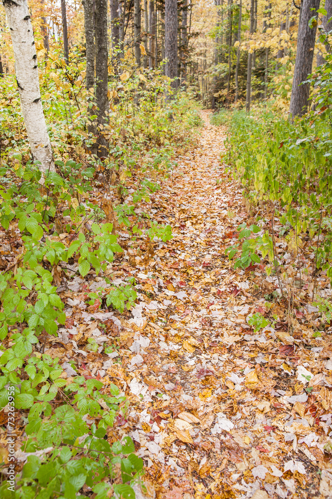 Forest path, leafy track amongst birch trees. Forest path, leafy track amongst birch trees.