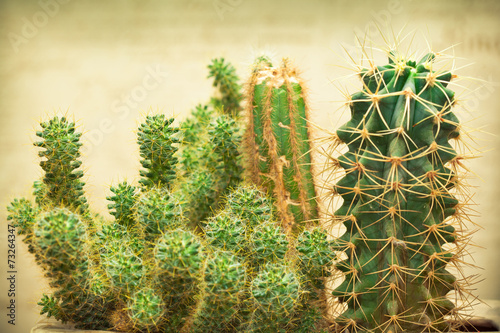cactus plant with thorns. Photo toned in yellow