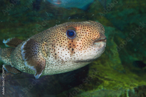 Spot-fin Porcupinefish (Diodon hystrix) in Japan © feathercollector