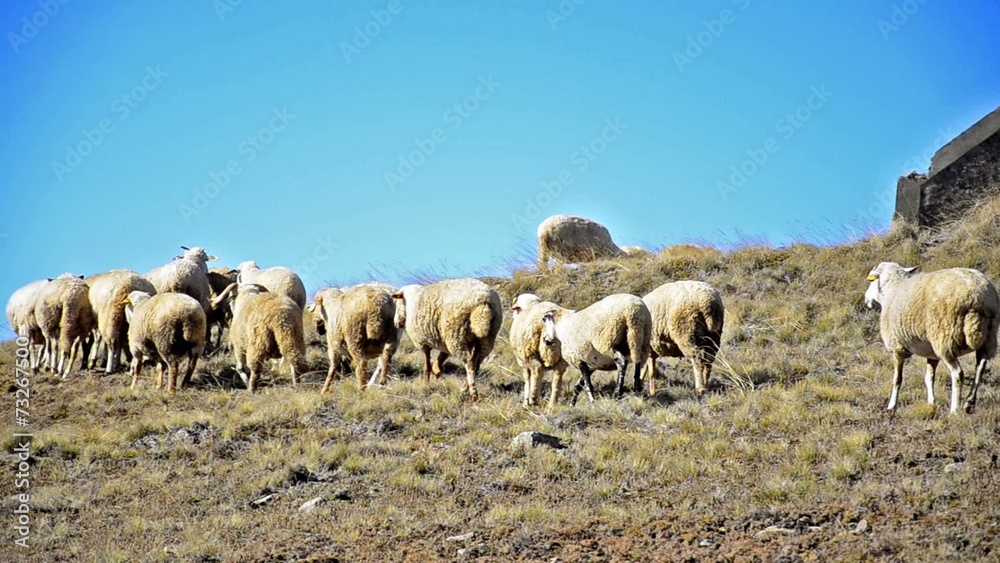 Flock of sheep running on the mountain top Flock of sheep running on the mountain top