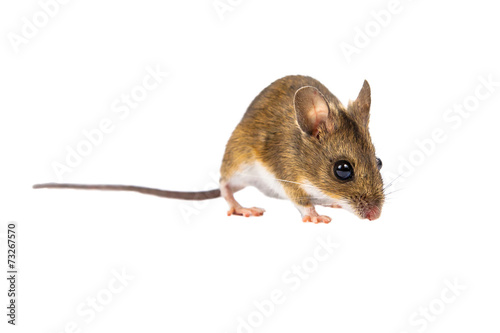 Field Mouse (Apodemus sylvaticus) with clipping path © creativenature.nl