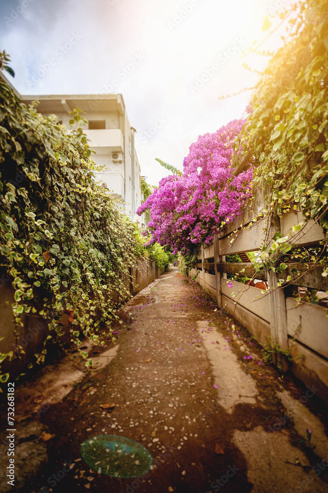 road at old city grown with flowers of Bougainvillea