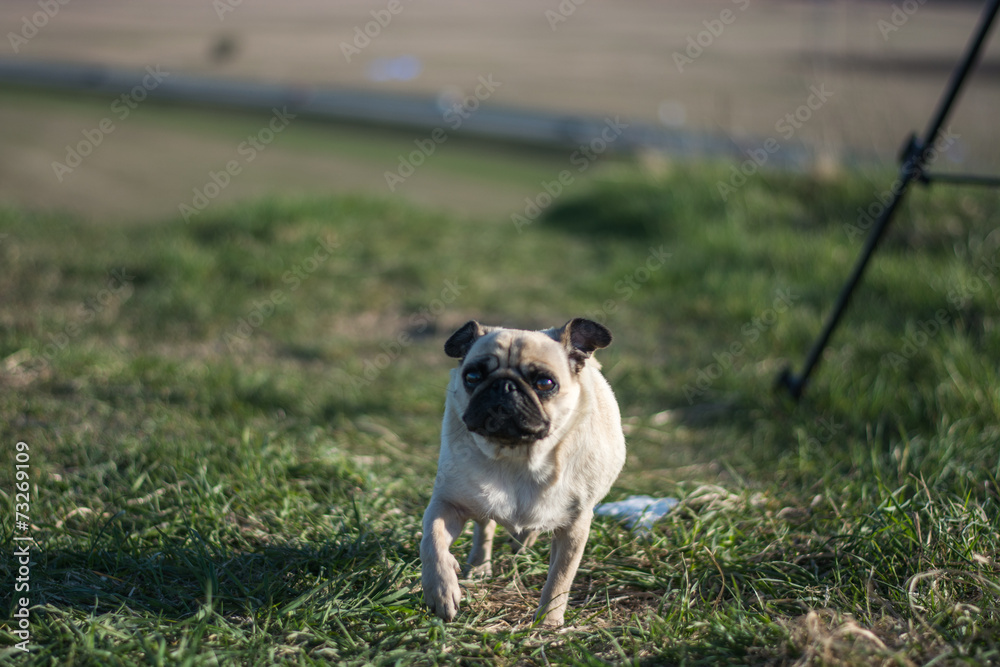 Obraz premium Pug puppy dog, funny portrait