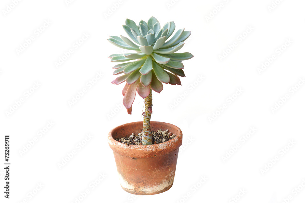 cactus in the pot cactus in the pot
