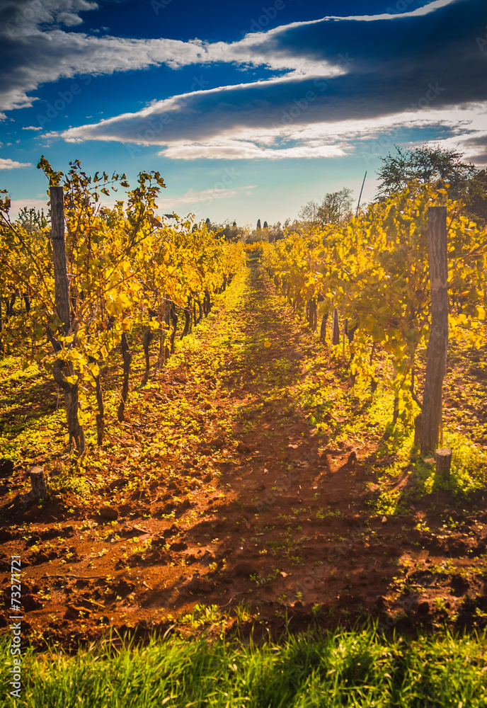 Mediterranean Vineyard on the hill