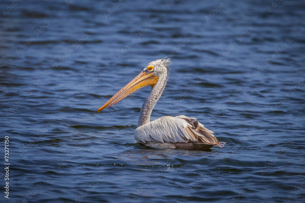 Left side of Spot-billed pelican(Pelecanus philippensis) Left side of Spot-billed pelican(Pelecanus philippensis)