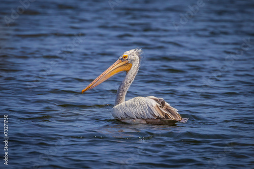 Left side of Spot-billed pelican(Pelecanus philippensis)