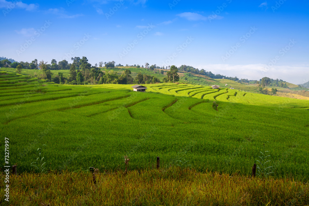 Green Terraced Rice Field in Chiangmai, Thailand.
