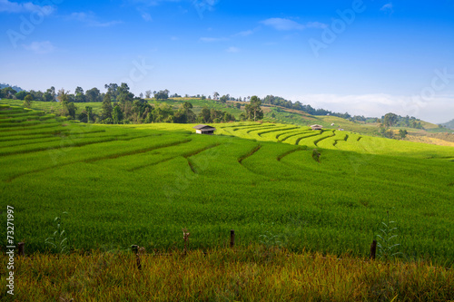 Green Terraced Rice Field in Chiangmai, Thailand.