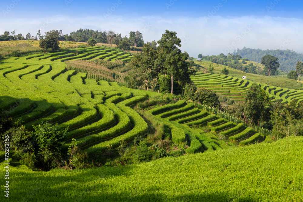 Green Terraced Rice Field in Chiangmai, Thailand