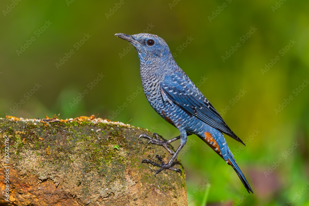 Obraz premium Left side portrait of Blue rock thrush(Monticola solitarius)