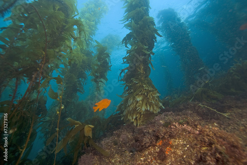Garibaldi fish underwater at California reef