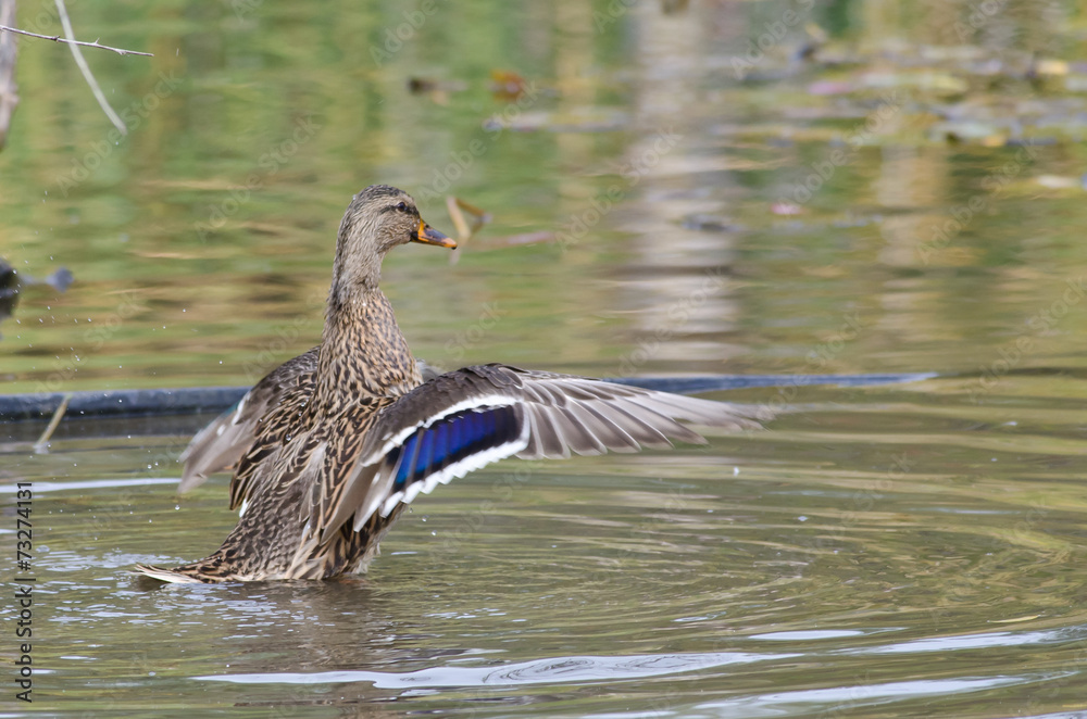 Fototapeta premium Female Mallard Duck with Outstretched Wings