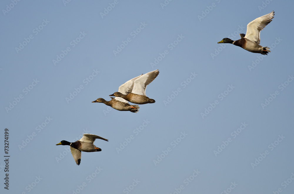 Fototapeta premium Flock of Mallard Ducks Flying in a Blue Sky