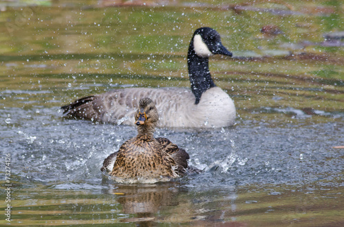 Female Duck Playfully Spalshing a Canada Goose photo