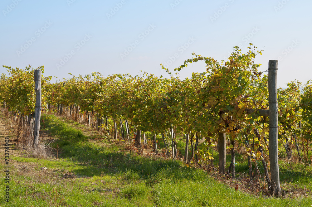 Sunny vine rows