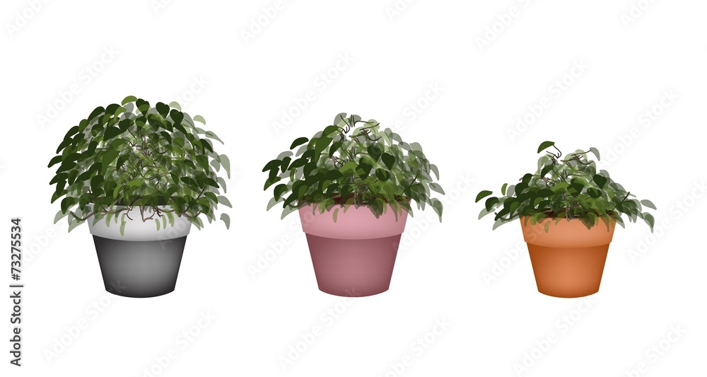 Three Beautiful Houseplant in Terracotta Flower Pots Three Beautiful Houseplant in Terracotta Flower Pots