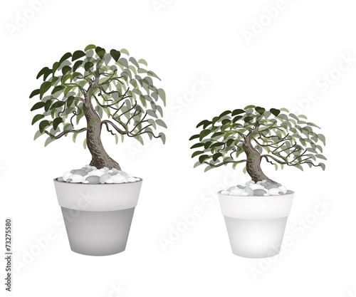 Two Beautiful Bonsai Tree in A Flower Pot
