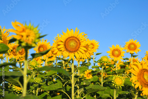 Sunflower Field.