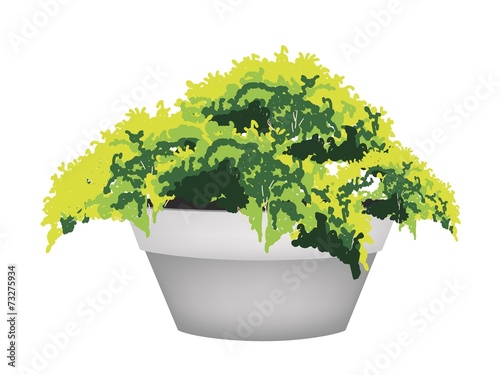 Illustration of Evergreen Plant in Flower Pot