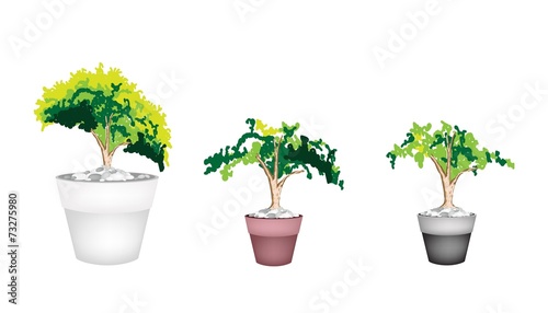 Three Evergreen Plant in Terracotta Flower Pot