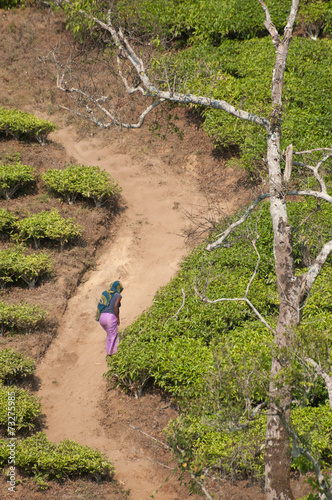 Lady in plantation photo