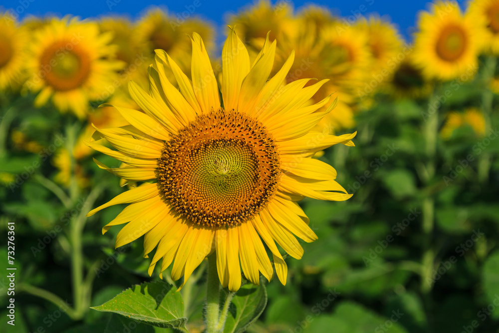 sunflower