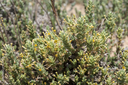 Flowers and leaves of Crucianella maritima