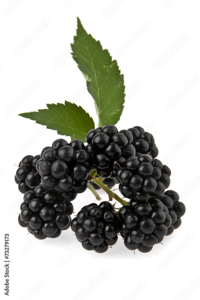 blackberry blackberry
