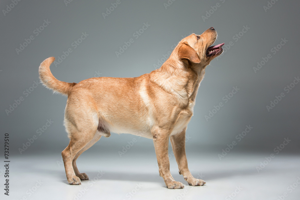 Labrador on gray background in studio Labrador on gray background in studio