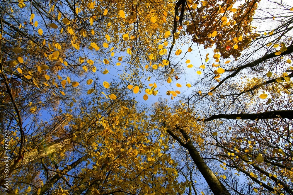 tree in autumn tree in autumn