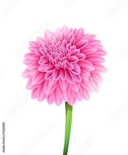 Fototapeta Naklejka Na Ścianę i Meble -  Blooming beautiful aster flower