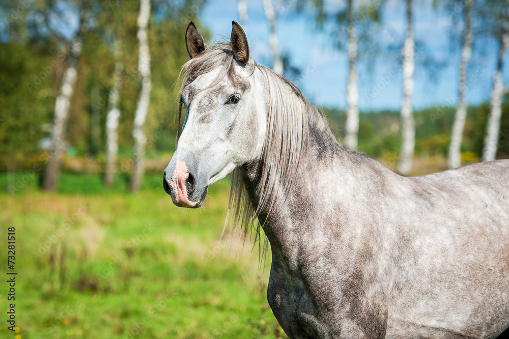 Portrait of beatiful andalusian stallion Portrait of beatiful andalusian stallion