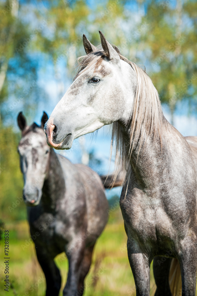 Portrait of beatiful andalusian stallion