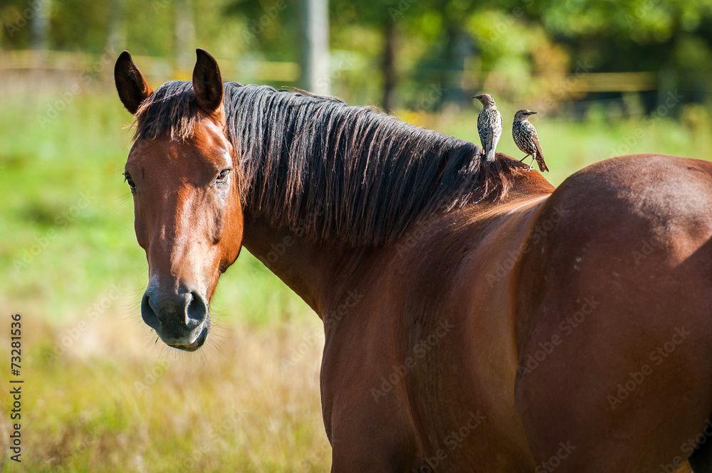 Horse Sitting Back