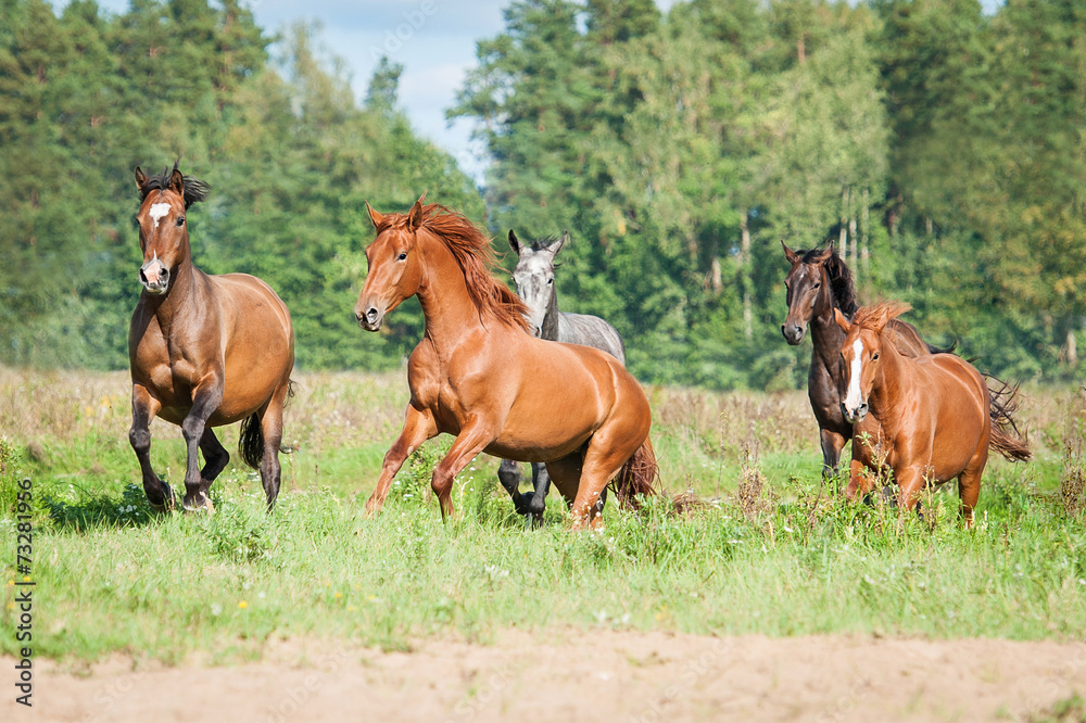 Herd of horses running on the pasture in autumn