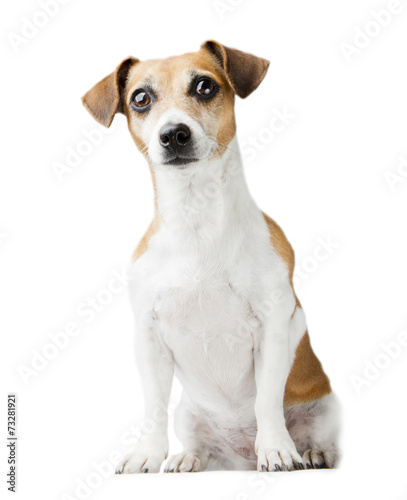Adorable dog Jack Russell terrier © Iryna&Maya
