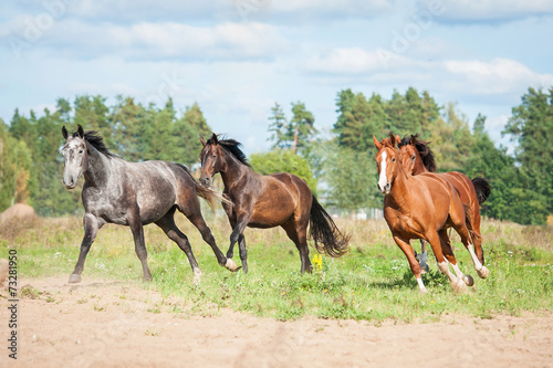 Herd of horses running on the pasture in autumn