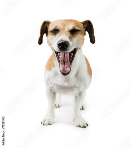 Fototapeta Naklejka Na Ścianę i Meble -  screaming dog
