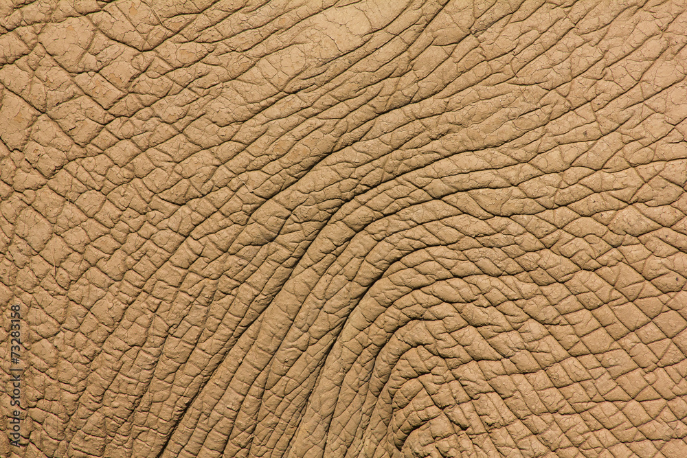 Piel rugosa de Elefante Africano. Loxodonta africana. Piel rugosa de Elefante Africano. Loxodonta africana.