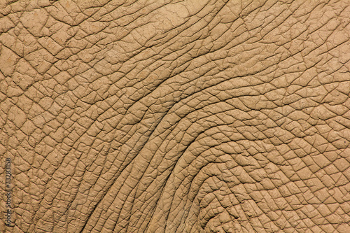 Piel rugosa de Elefante Africano. Loxodonta africana.