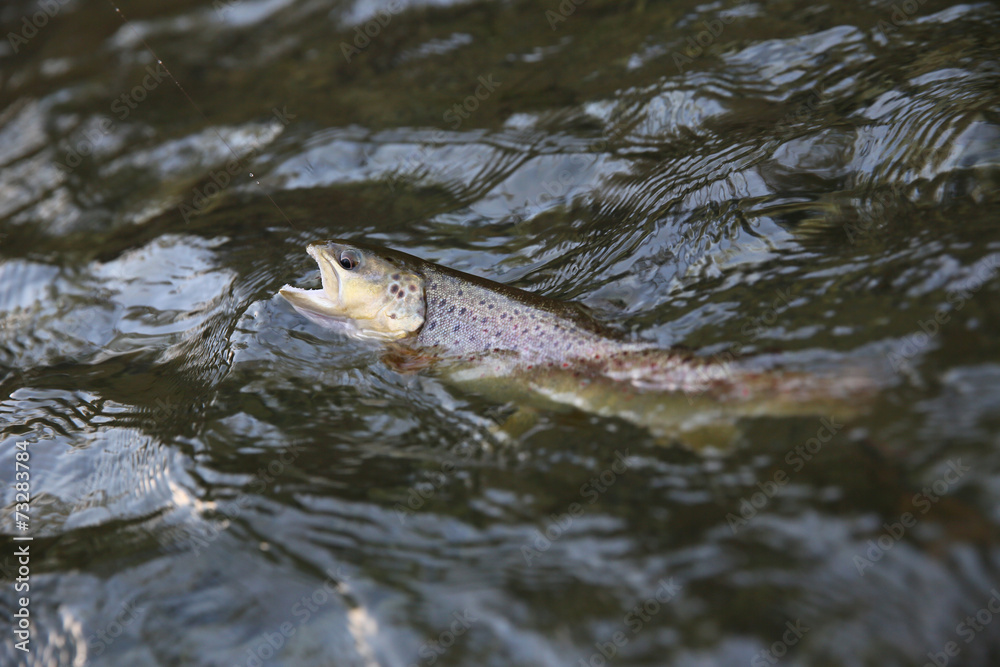 Closeup of fario trout being caught in river Closeup of fario trout being caught in river