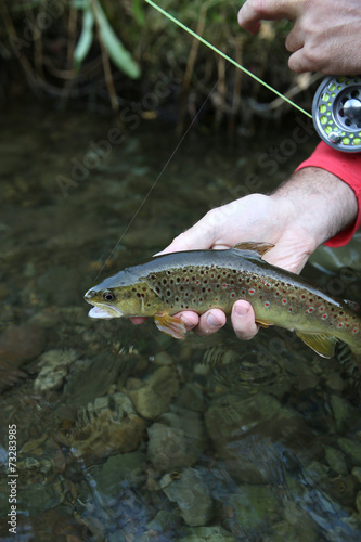 Fototapeta Naklejka Na Ścianę i Meble -  Closeup of fario trout in fisherman's hand