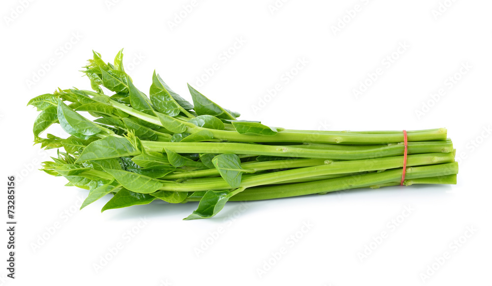 Malabar spinach or Ceylon spinach isolated on white Malabar spinach or Ceylon spinach isolated on white