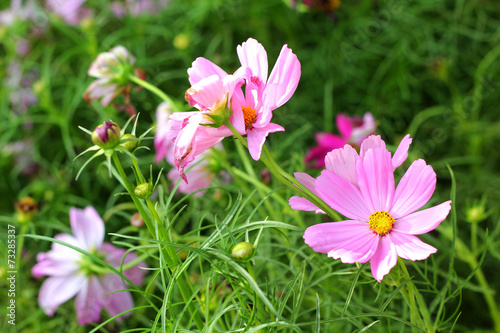 pink cosmos flowers in the nature