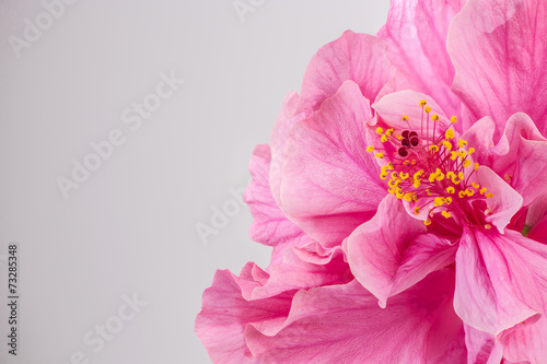 Fototapeta Naklejka Na Ścianę i Meble -  Closeup of beautiful pink hibiscus flower with copyspace