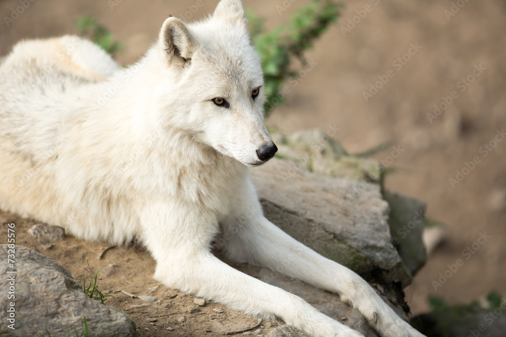 Arctic Wolf (Canis lupus arctos) aka Polar Wolf or White Wolf - Arctic Wolf (Canis lupus arctos) aka Polar Wolf or White Wolf -