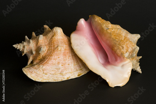 Conch shells. A protected species.