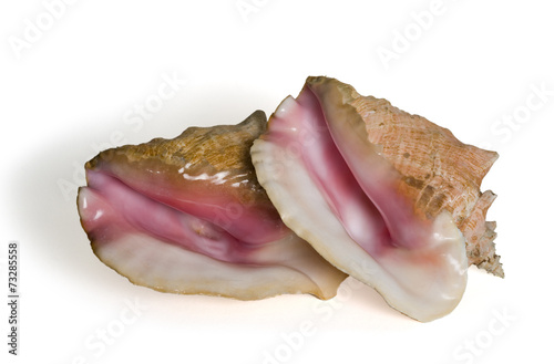 Conch shells. A protected species.