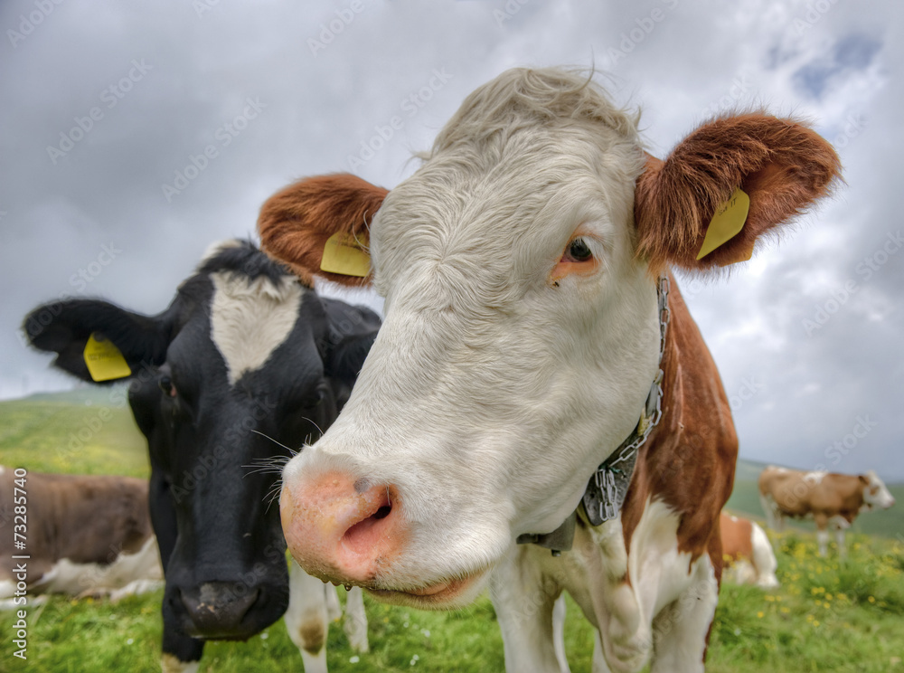 Portrait of a cow in the Alps.